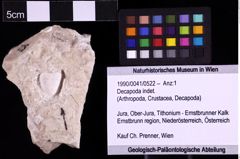 Foto (Objekt + Etiketten) von Decapoda indet. (NHMW-GEO-1990-0041-0522)